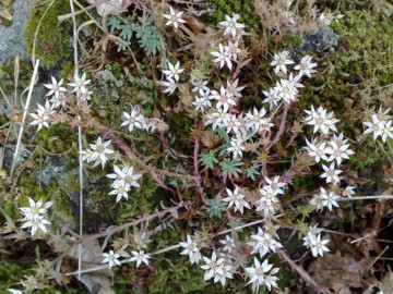 Sedum hispanicum / Borracina glauca